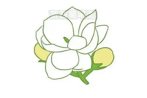 茉莉简笔画图片大全 教程茉莉花怎么画简笔画图解