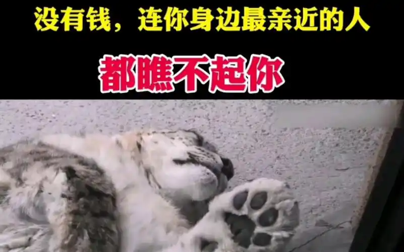 没有钱连你身边最亲近的人都瞧不起你副标题雪豹肉爪有多大