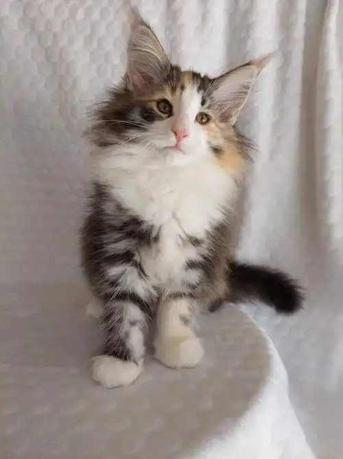 认识一下欧洲顶级血统的挪威森林猫