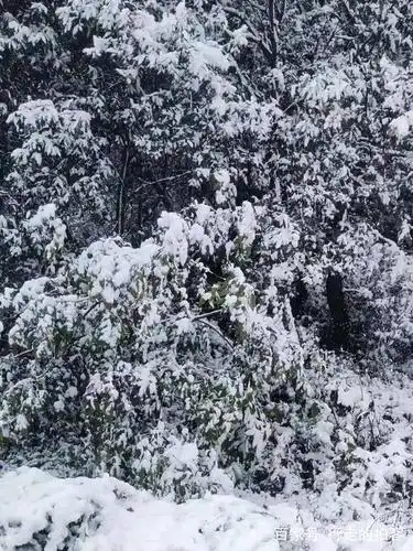 高山的雪也是茫茫一片