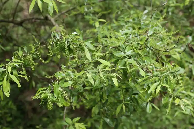 庆元植物1314杨柳科柳属银叶柳
