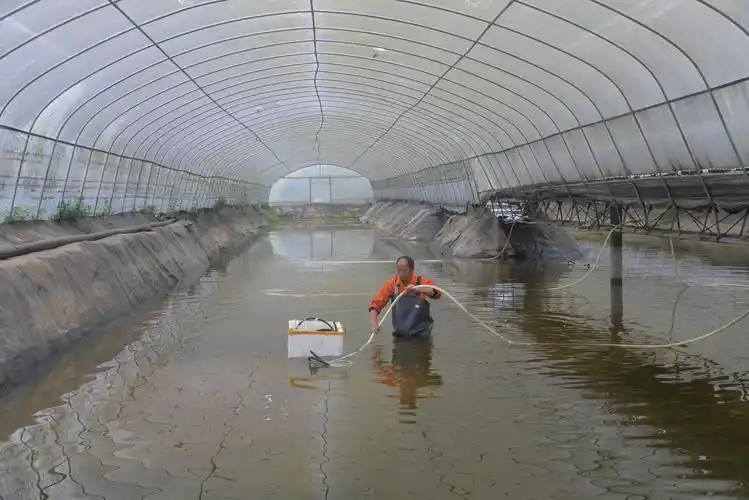 株株桃树枝叶丰茂,青叶掩映下的果子已有鸡蛋般大小;对虾养殖场内,20