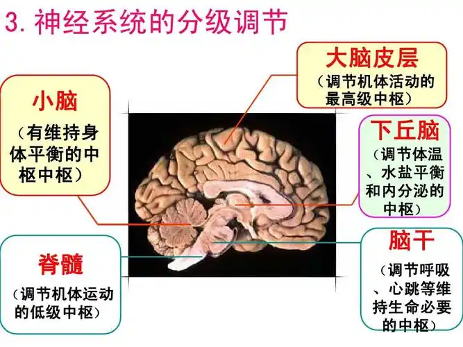高中生物必修3复习课件答案ppt
