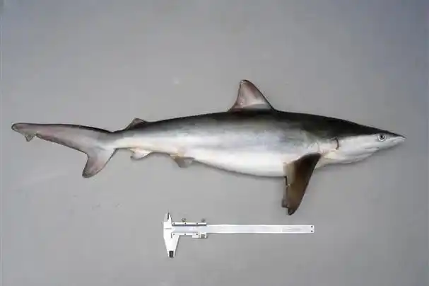 p>短尾真鲨(学名: i>carcharhinus brachyurus /i>)为真鲨科,真鲨属