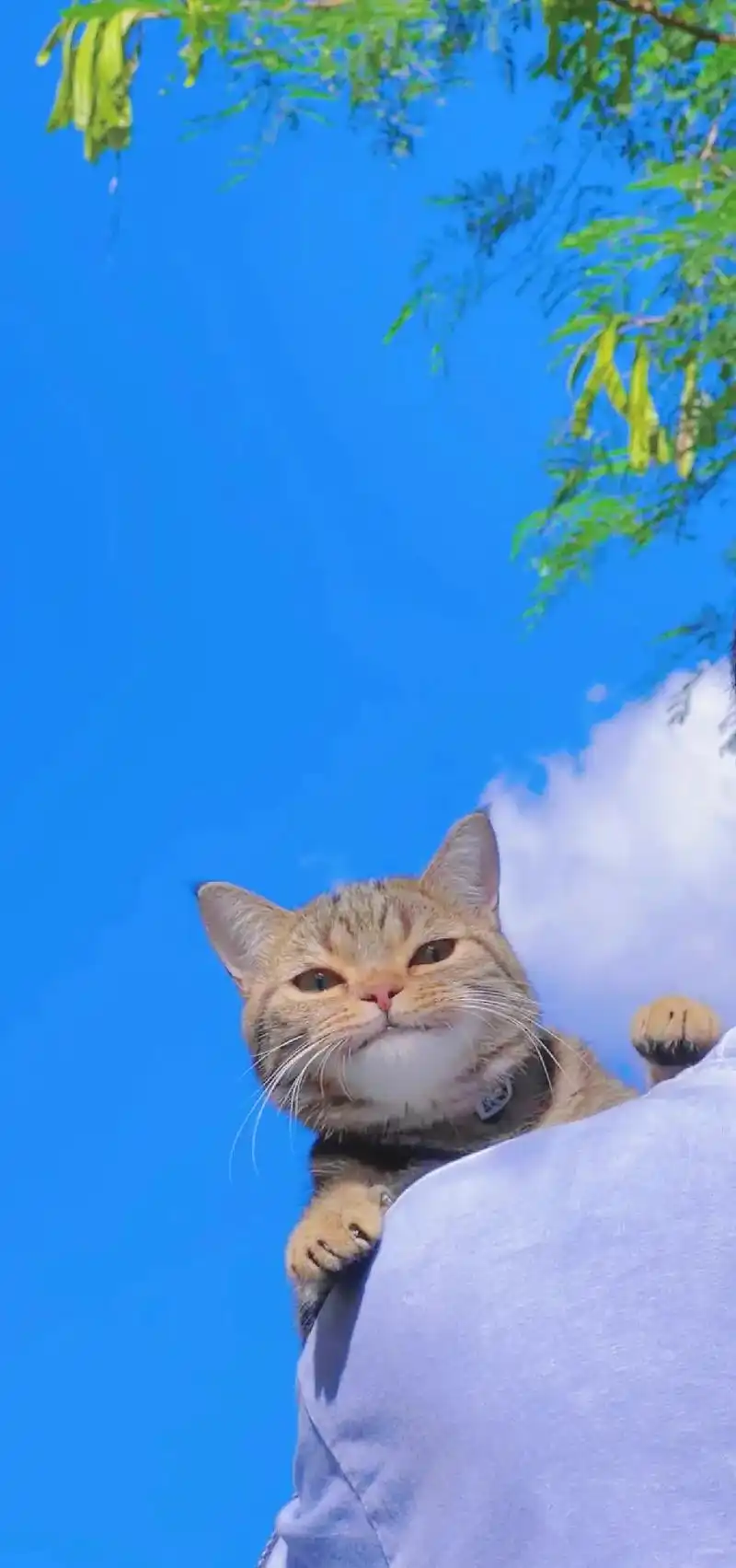 壁纸分享 #猫咪日常 #背景图 风说了许多,把夏天注的盈满 - 抖音