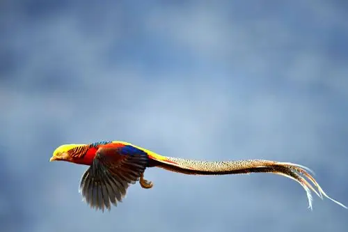 红豆杉园飞来金凤凰