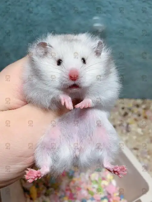 芊芊小宠仓鼠金丝熊长毛纯银妹妹活体包邮包活一熊一链接