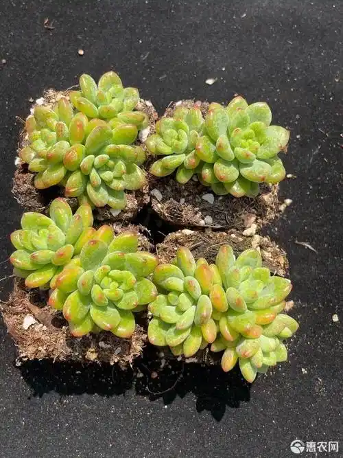 多肉植物 【5050】香格里拉50起9