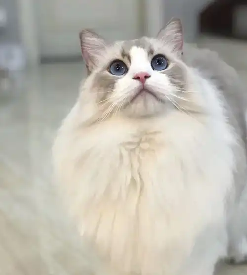 cfa证书布偶猫这是一种特别漂亮的小猫咪,很多铲屎官觉得不就是一只