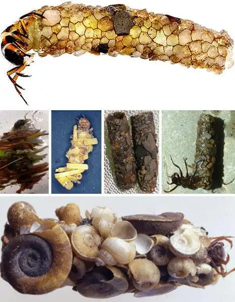 昆虫纲(insecta)毛翅目(trichoptera)的石蛾幼虫石蚕具有此习性,但