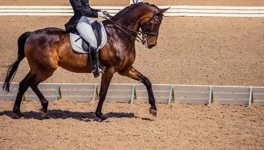 在盛装舞步赛匹栗色马画像照片