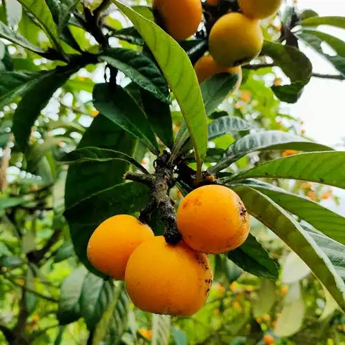 枇杷树又到了吃枇杷的季节昨天去摘枇杷随手一拍78