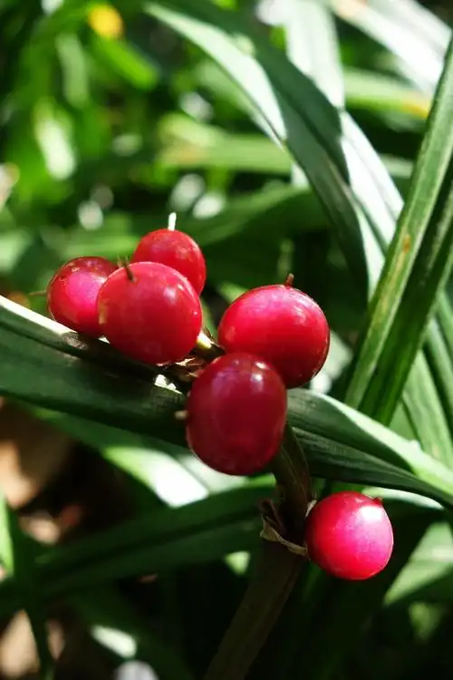 请问这是什么植物?