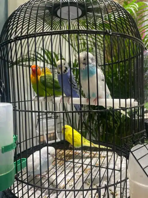 一开始养鹦鹉00其实我是拒绝的