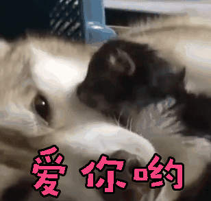 养狗以后, 你的生活发生了哪些变化?