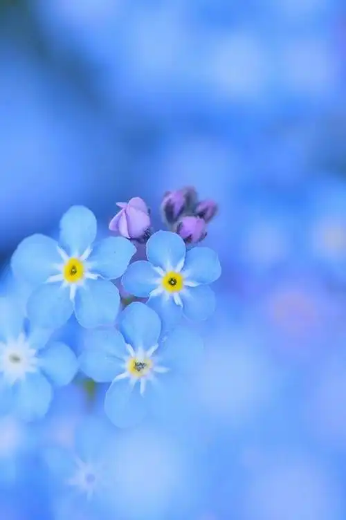 近距离摄影小清新唯美花卉意境图片