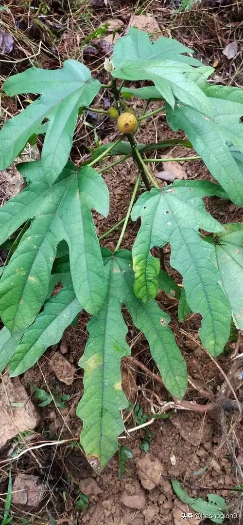 五指毛桃,小叶好还是大叶好?