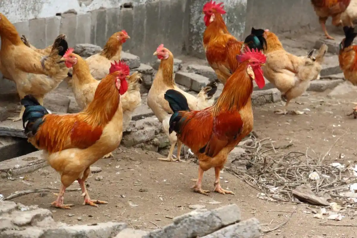 广丰白耳黄鸡 广丰白耳黄鸡,是中国唯一一例耳朵白的地方鸡品种