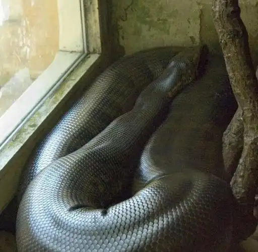 后记——该蟒蛇于1个星期后被人捕获,捕获后拍摄照片.