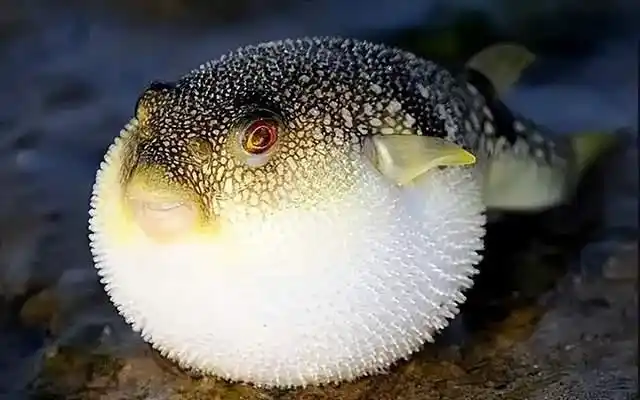 但是一些动物的"可爱"背后往往暗藏"杀机",比如河豚,它在受到威胁时