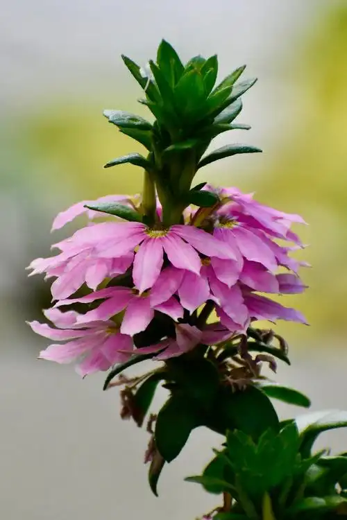 800_1200竖版 竖屏