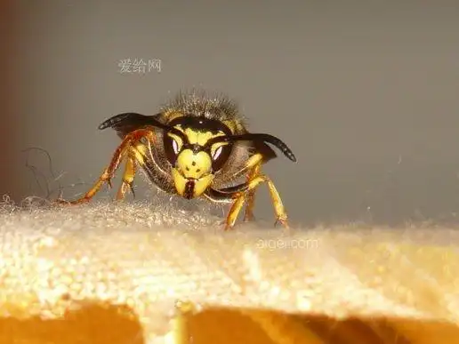 黄蜂, 黄蜂, 昆虫, 螫, 宏, 关闭, 有毒的(hornet, wasp, insect