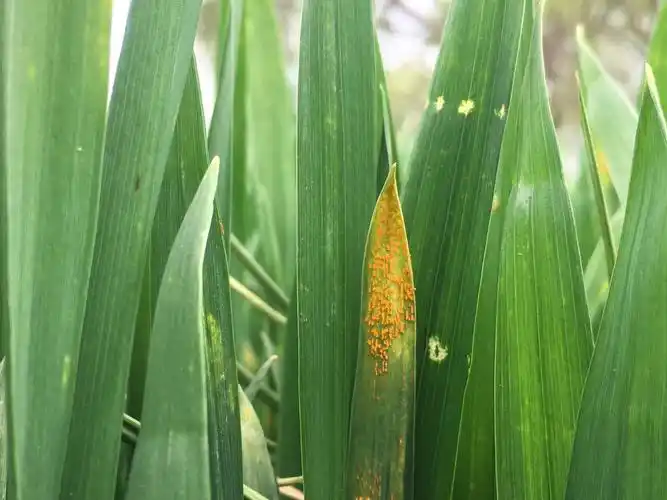 舞钢又发现小麦条锈病,应注意加强防范 - 美篇