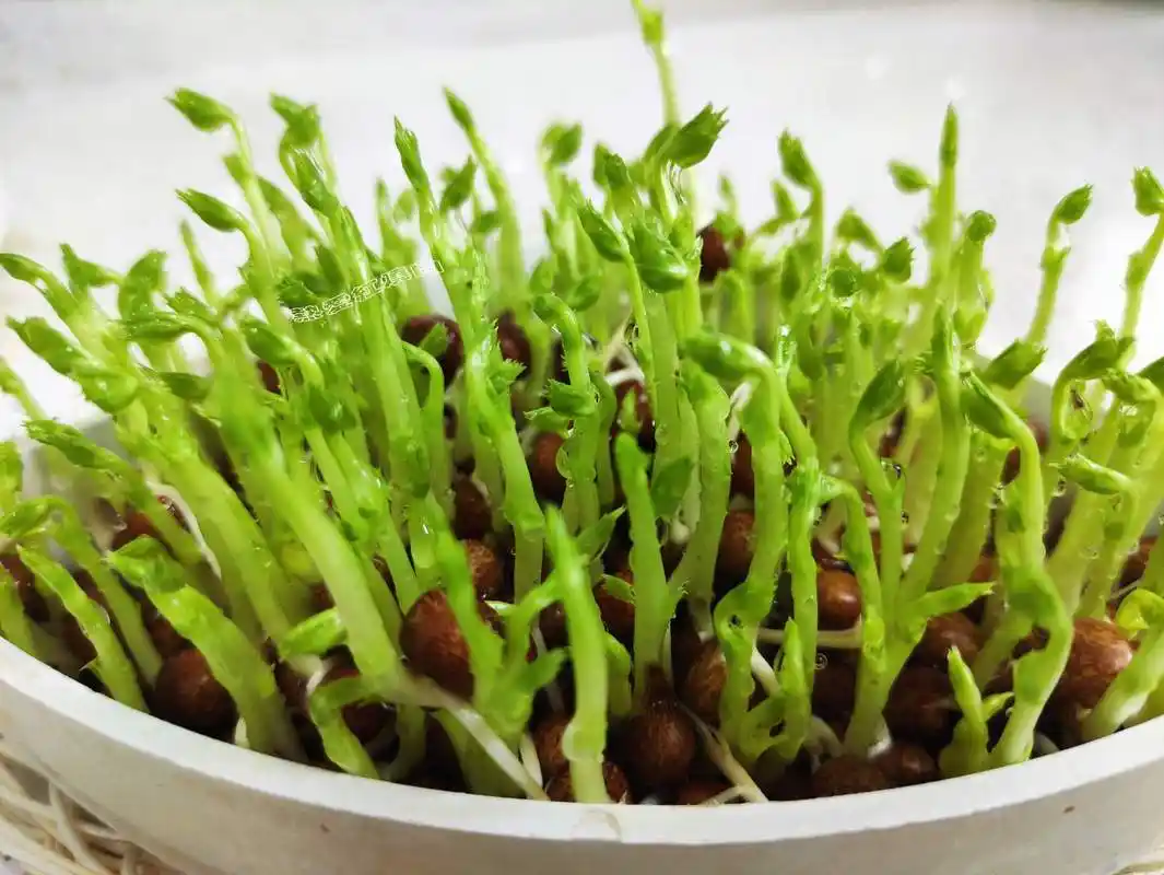 爱吃豌豆苗的别买着吃了自己发八天就收割比买的嫩多了特清香