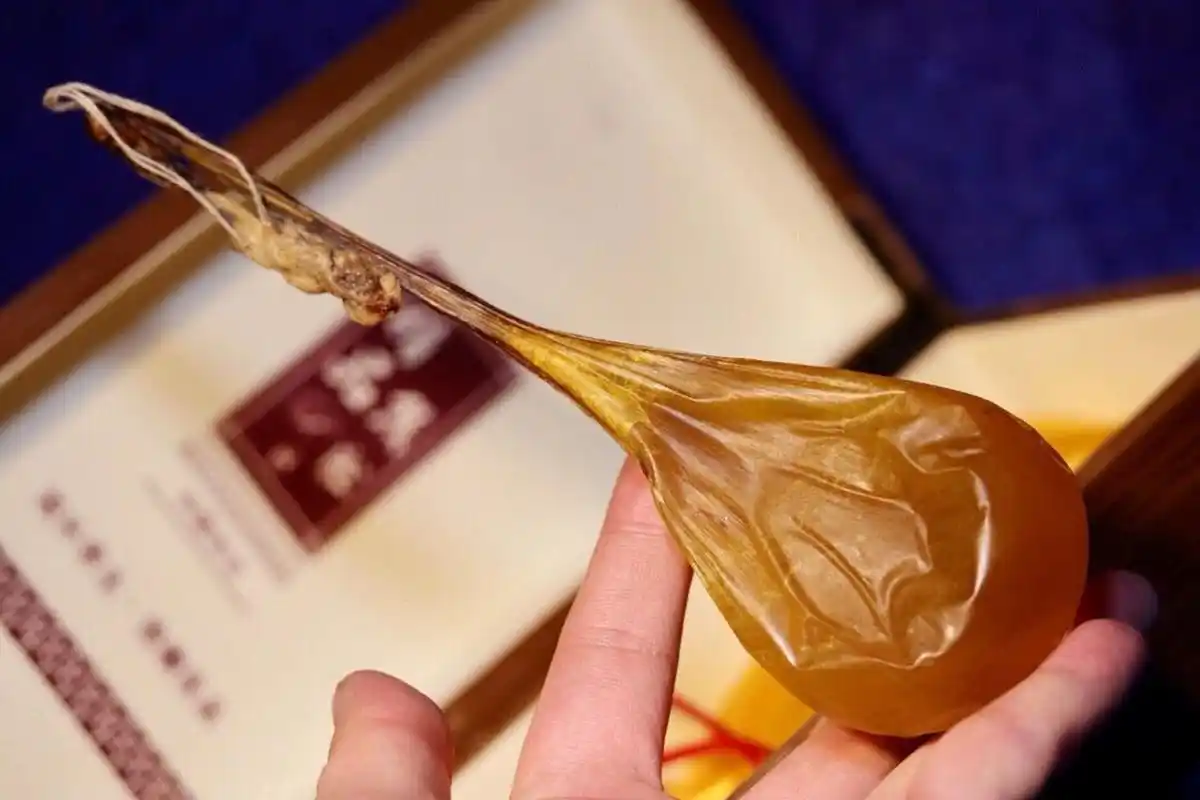 熊胆一级中华瑰宝 熊胆粉作为中国四大动物药材之首,入药已有几千年