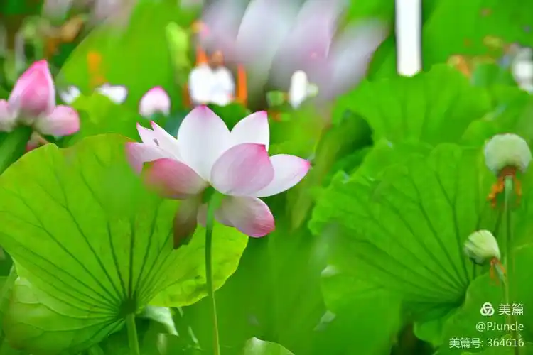 安然若素 岁月静好