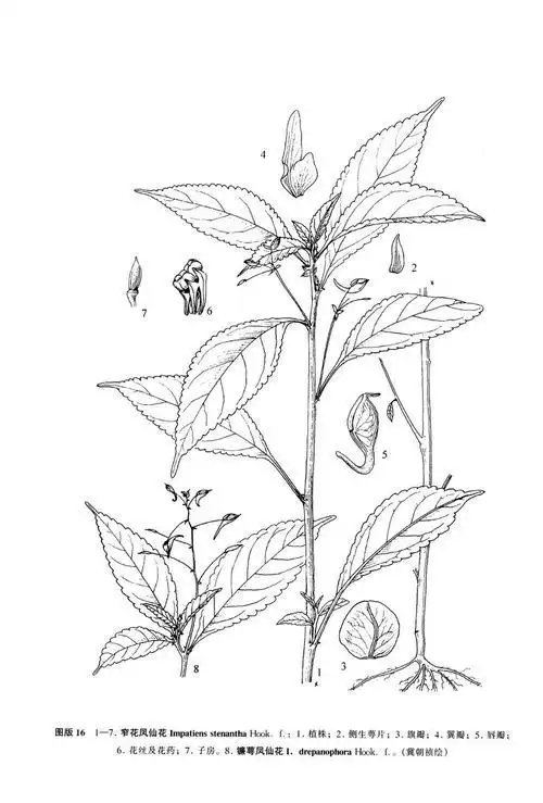 凤仙花果实图简笔画