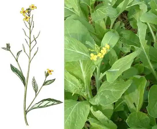 【图】芥菜型油菜