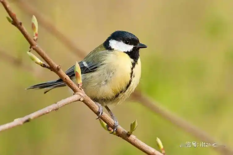 中国鸟界中的一群小花脸山雀