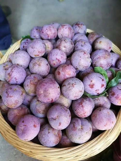茂名钱排三华李