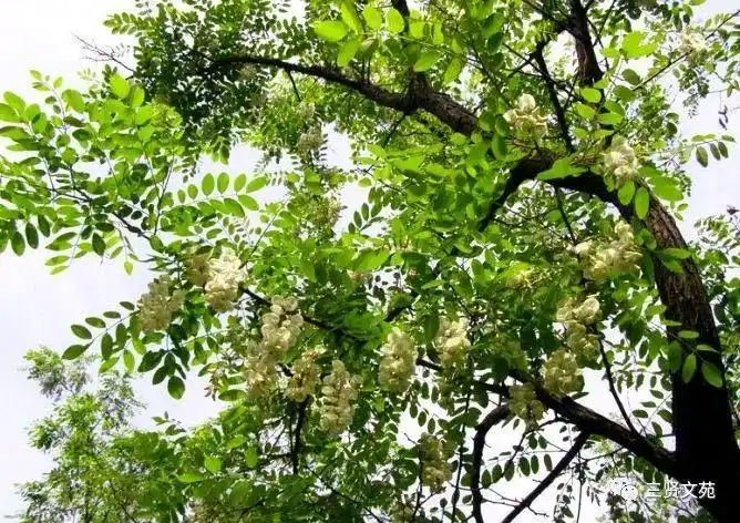 三贤文苑王天震家乡的洋槐树