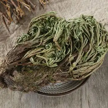 卷柏 九死还魂草干新鲜中药材不死草 还阳草 长生草 500克