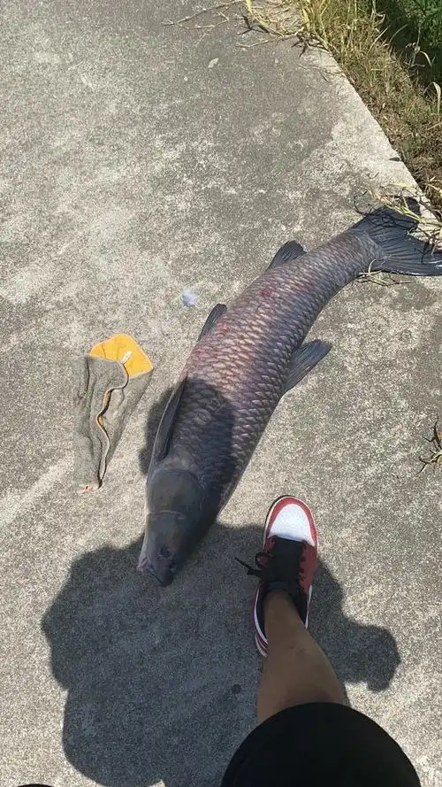 原塘26斤大青鱼.