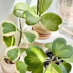 所见| 心形叶球兰网红多年生藤蔓植物室内小盆栽耐旱四季常青好养