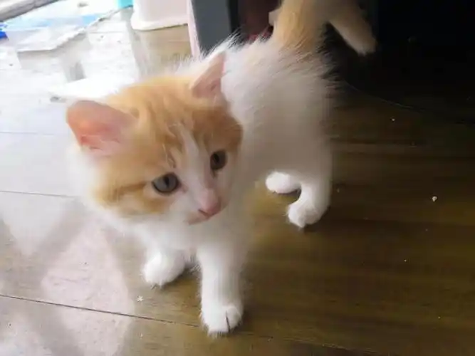 免费赠送两只2个月大的黄白小奶猫