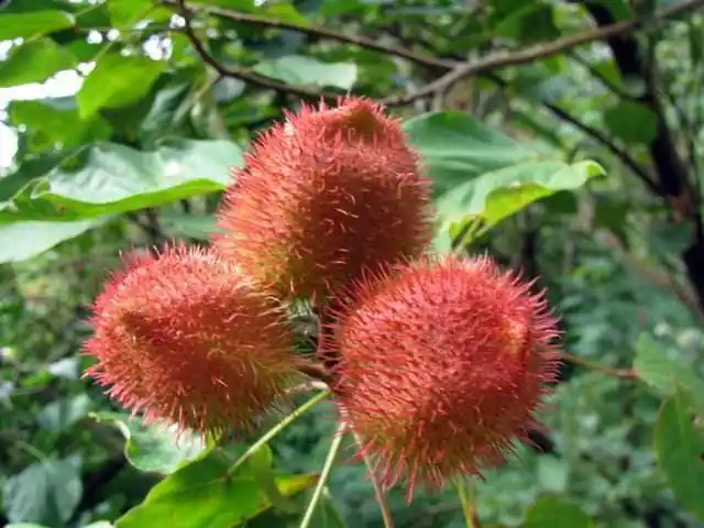 专业供应广西胭脂木和胭脂树和火焰木苗木库