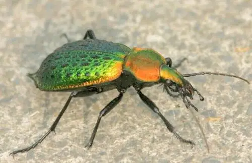 捉到一只甲虫,求科普