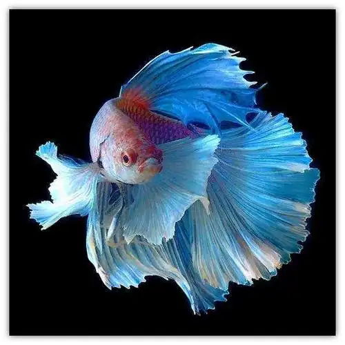 这些观赏鱼的尾巴都很漂亮,不知道大家喜欢哪一种呢?