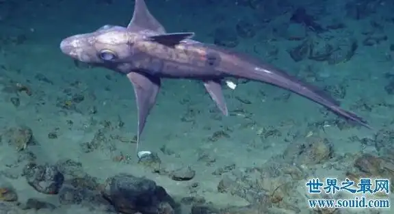 深海幽灵鬼鲨,雄性器官长在头部(还会自由伸缩)