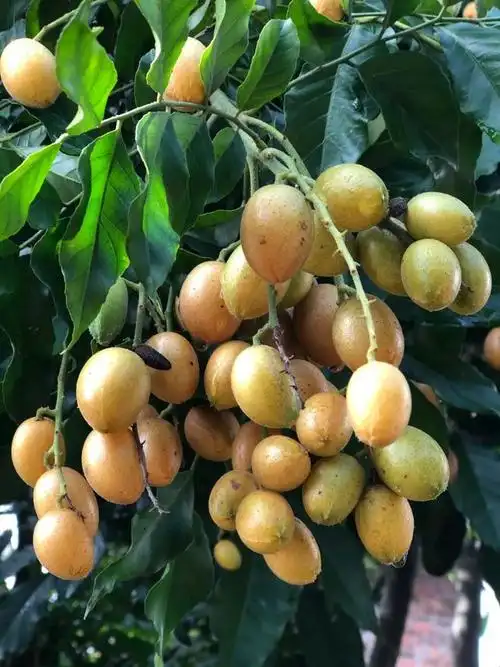 慧灵农场黄皮上市了一起品尝属于夏天的味道