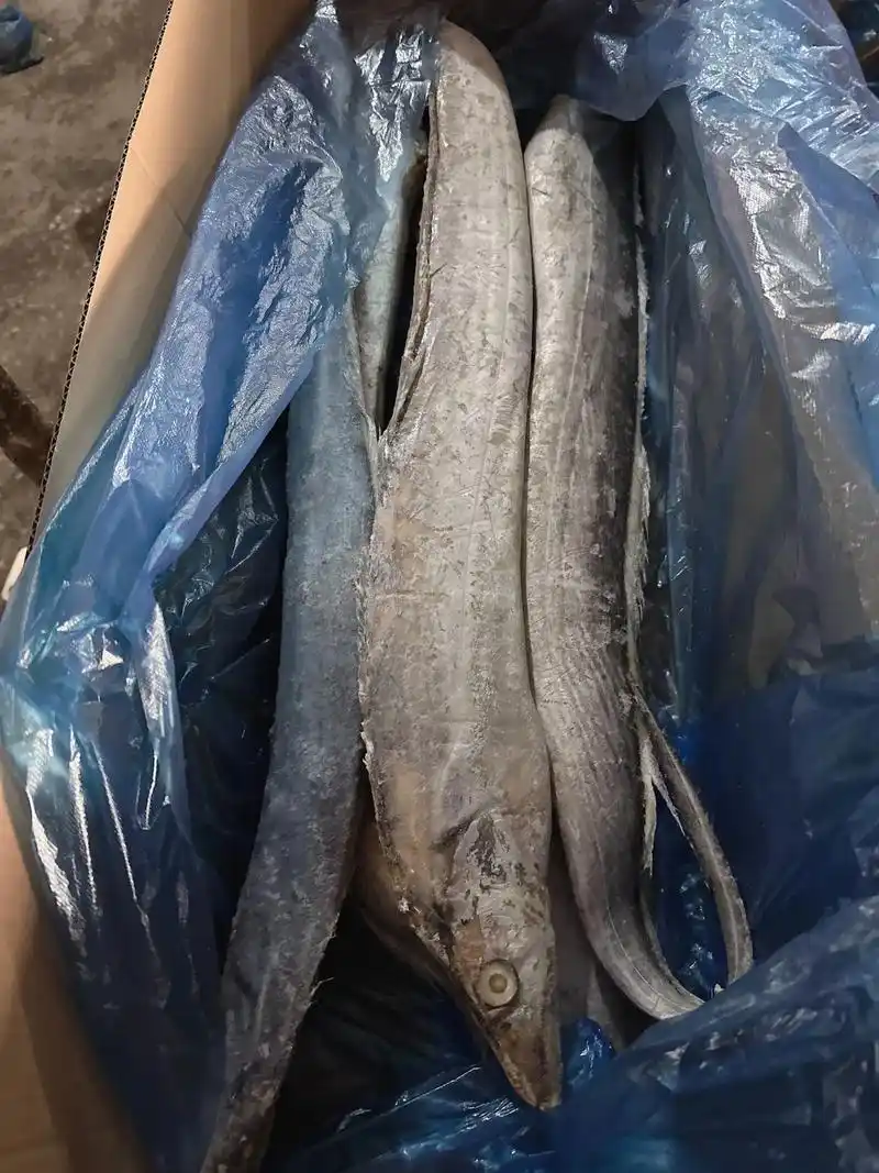 单冻单条两斤左右带鱼,带鱼营养价值:补脾益气:带鱼味甘,性微 - 抖音