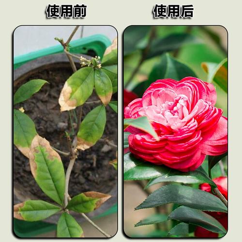 茶花枯叶病桂花肥料专用肥炭疽焦尖黄叶黑斑点黑叶斑锈病硫酸亚铁