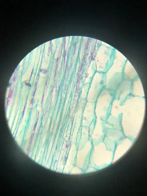 显微镜下的世界——树叶