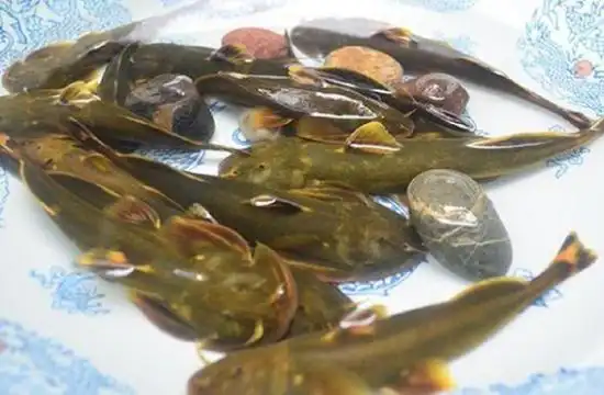 石巴子养殖技术为什么很少有人愿意养石巴子鱼