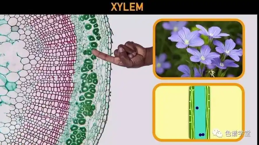 植物有一个类似吸管的组织名为 木质部