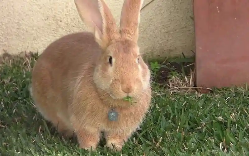 巨型花明兔认人吗